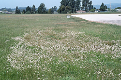 Photo taken at Watsonville Airport, Santa Cruz County © Dean W. Taylor. 